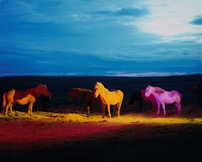 The big picture: Gareth McConnell’s Icelandic wild horses