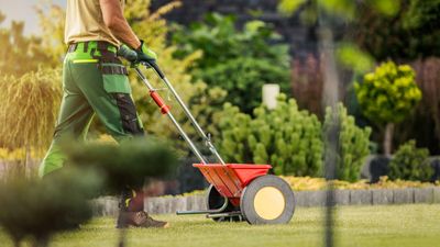 ‘Save your time and money’ – why experts say don't use weed and feed on your lawn in midsummer