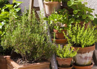 These mosquito-repelling plants are going viral as who wouldn't want a bite-free backyard?