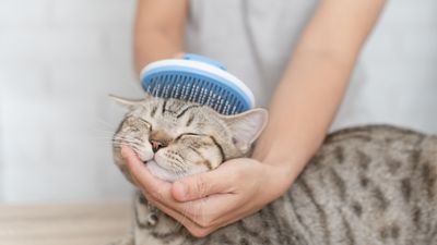 Want a happier and healthier cat? Expert shares four reasons why you should brush your feline friend daily