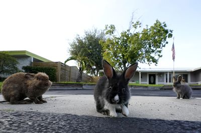 Rabbits have overrun a suburban Florida community. Volunteers hop to the rescue