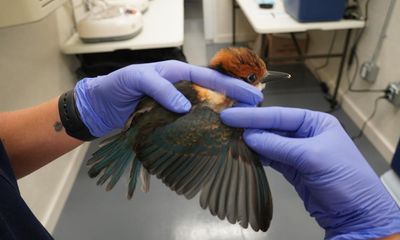 Scientists battle to save Guam kingfisher after snakes introduced