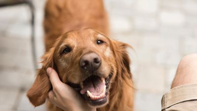 Grab and hold your dog’s attention with this trainer’s four easy tips to improve focus