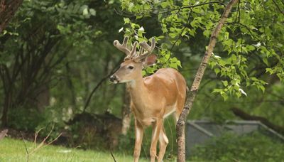 Chicago outdoors: Fly-dumping fines, velvet buck, William Carlos Williams, L. Mich. fish species