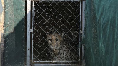 India’s reintroduction of African cheetahs faces setback after string of deaths