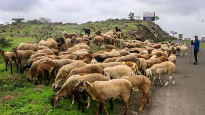 Why Mizoram is often hit by livestock diseases