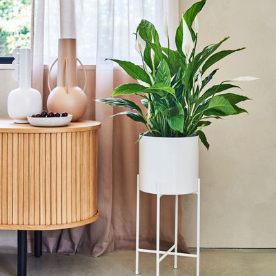 How to care for a peace lily - from dusting (yes, really) to deadheading