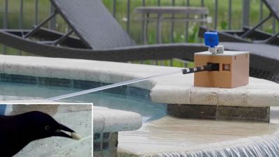 Raspberry Pi Shoos Away Birds Without Hurting Them