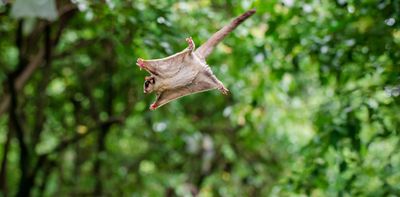 Glide poles: the great Aussie invention helping flying possums cross the road