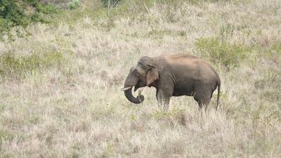 Crop-raiding wild elephant captured in Erode’s Kadambur Hills, translocated to forest