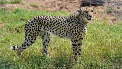 Radio collars of 6 cheetahs at Kuno National Park removed for health examination: forest officials