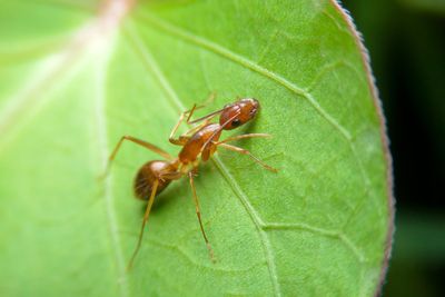 Crazy ants with crazier genetics