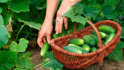 How and when to fertilize cucumbers – plus the right type of fertilizer to use for a bounty of fruits this year