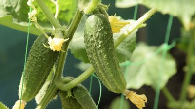 How and when to fertilize cucumbers – for a bounty of fruits each summer