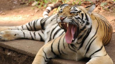 Bombay High Court directs Goa to notify Mhadei Wildlife Sanctuary and nearby areas as tiger reserve within three months