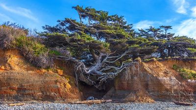 The Tree of Life at Olympic National Park is collapsing – and hikers are climbing all over it