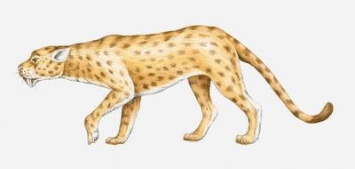 Two Newly-Discovered Saber-Toothed Cat Species Shed Light on the Ancient Past