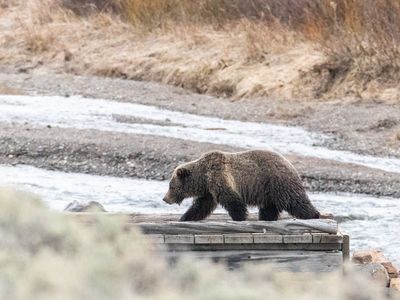 Woman found dead in apparent bear encounter outside of Yellowstone National Park