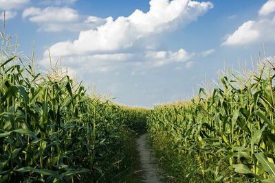 Will Wheat, Corn, and Soybeans Prices Continue to Surge Higher?