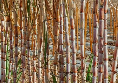 Sugar Prices Fall Back on Dry Brazil Weather That Benefits the Sugar Harvest