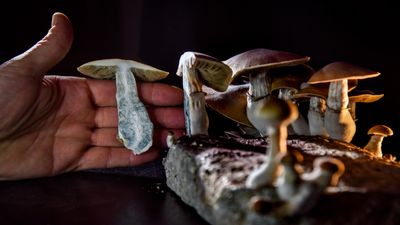 Psychedelic psilocybin could treat anorexia in some patients, trial suggests