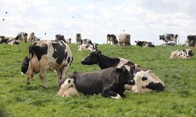 Northern Ireland could lose half its veterinary medicines in Brexit row