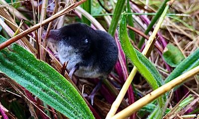 Country diary: A water shrew, a long way from water