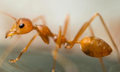 Queensland to extend fire ant control zone into NSW in bid to stop their march to the border