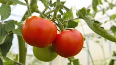 Tomato pests that will destroy your plants – and garden experts' best ways to combat them organically