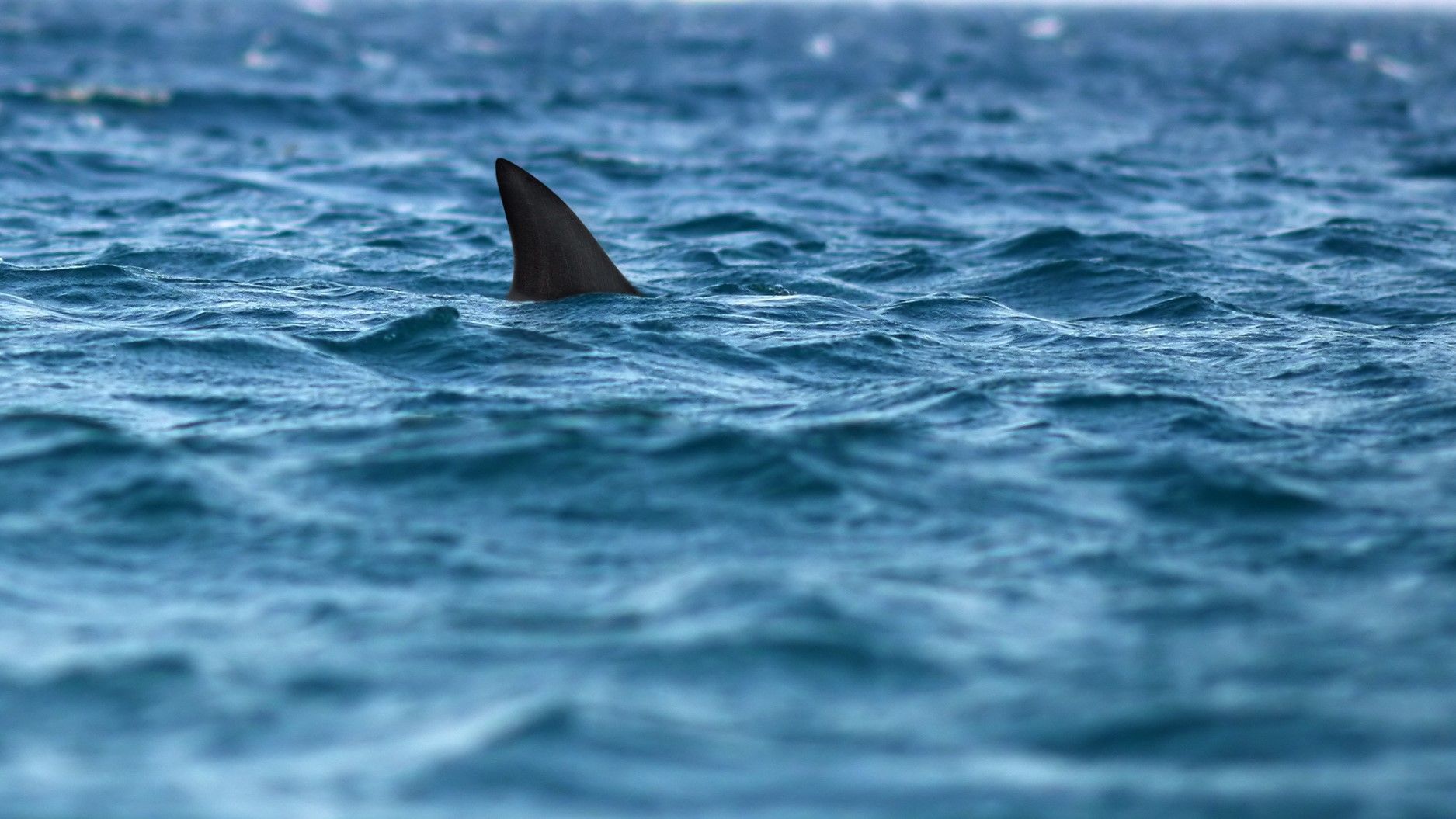 South Carolina: Dead shark washes up on Myrtle Beach