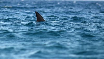 Shark bites man wading in waist-high water off South Carolina beach resort