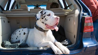 These five items are essential for keeping my dog cool in the car and they aren't expensive