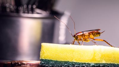 7 ways to keep bugs out of your house