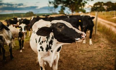 Health: Milk alternatives like oats, soya are not nutritionally equivalent to cow’s milk, says study