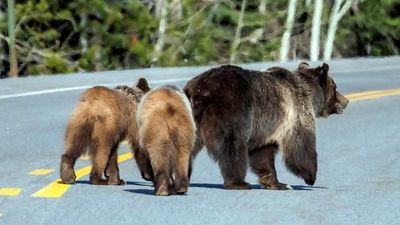 A hiker was killed by a grizzly last week, but Yellowstone tourists don't seem to care