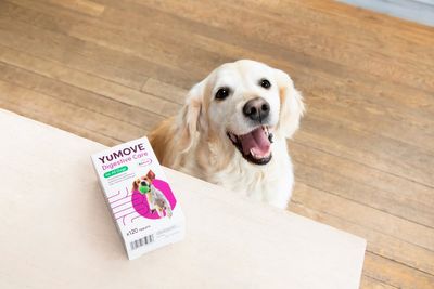 Best probiotics for dogs to help support their microbiome - according to pet experts