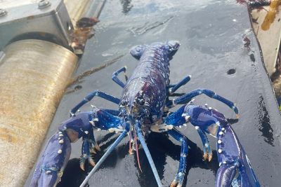 Fisherman lands catch of a lifetime blue lobster – for the second time