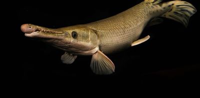 In search of the world's largest freshwater fish – the wonderfully weird giants lurking in Earth's rivers