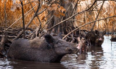 Can’t beat them? Eat them: the fight against the US wild boar plague