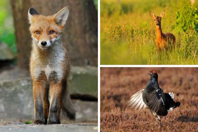 New BBC series to showcase Scotland’s incredible wildlife and scenery