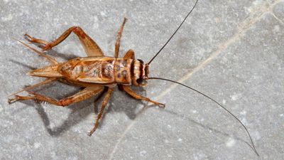 How to get rid of crickets inside the house