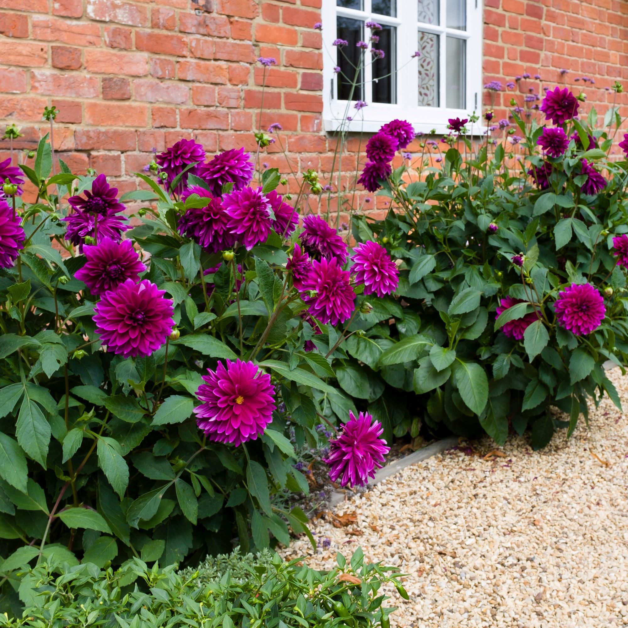 How to deadhead dahlias so they flower beautifully all…
