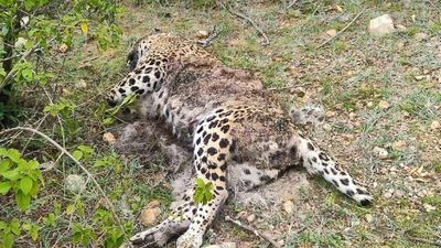Leopard found dead in forest in Chittoor district