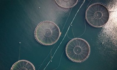 Global calls to revoke ‘misleading’ sustainable farming certification for salmon in Tasmania’s Macquarie Harbour