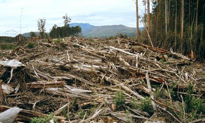 Labor push for publicly owned plantations to end native forest logging