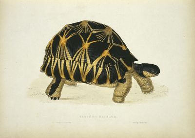 A tortoise: it does not live inside a shell, it is a shell