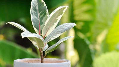 How to propagate a rubber plant – and get more houseplants for free