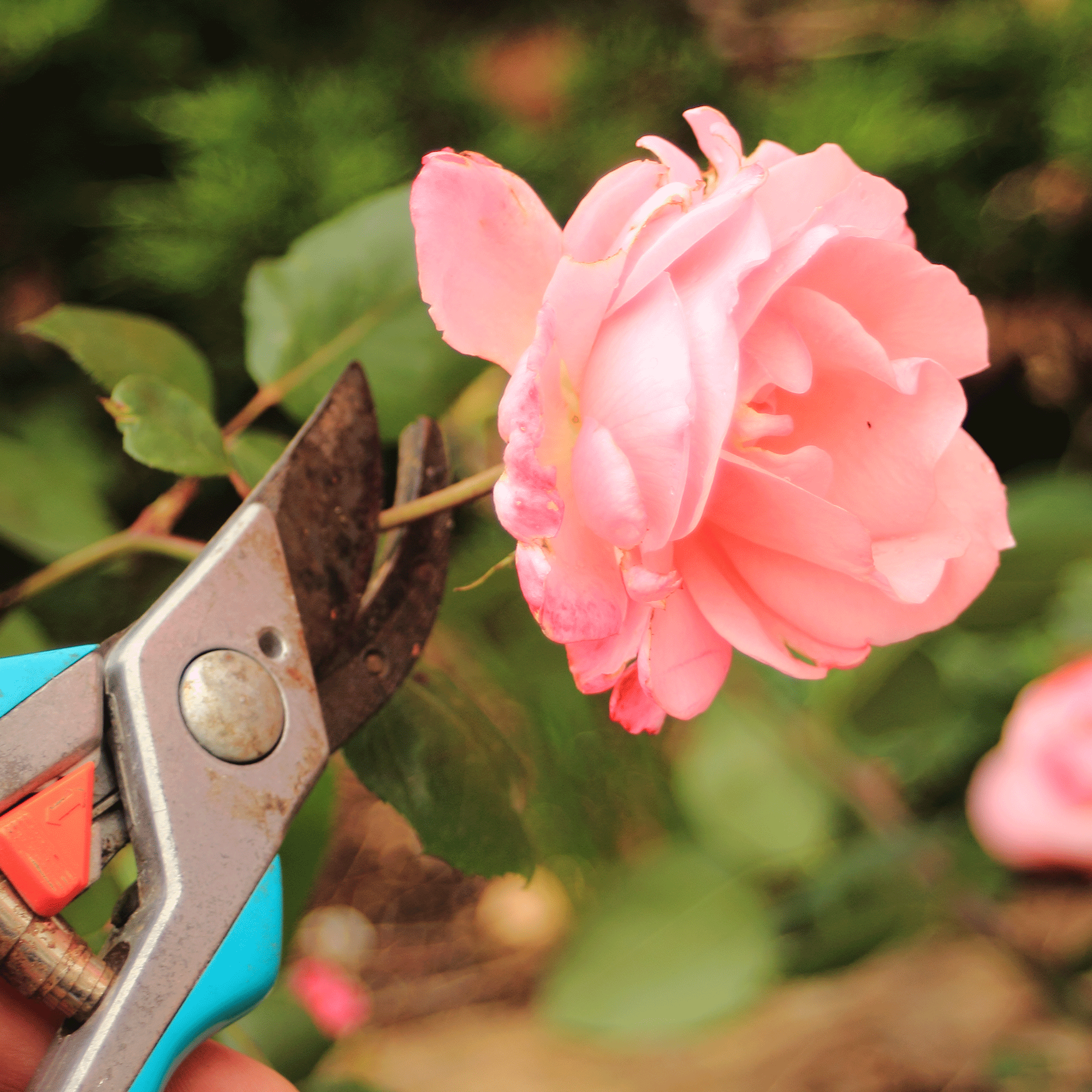 How to deadhead roses experts explain the trick to…