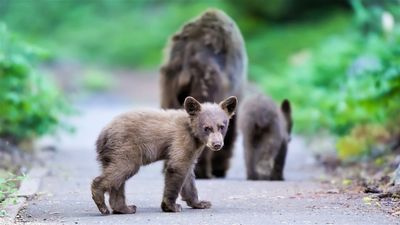 "She takes her claw and she rakes it across my chest" – North Carolina runner recalls terrifying bear attack