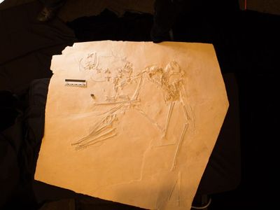 German Quarry Yields 145 Million-Year-Old ‘Elvis’ Pterosaur With Unique Bony Head Crest